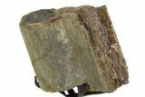 Fossil Sauropod Rib Section with Metal Stand - Colorado #354332-2
